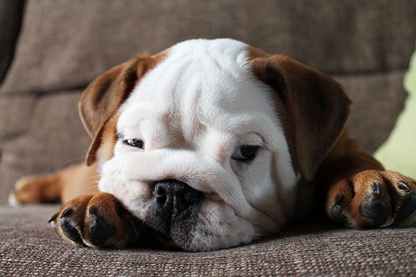 You must like this cute Bulldog